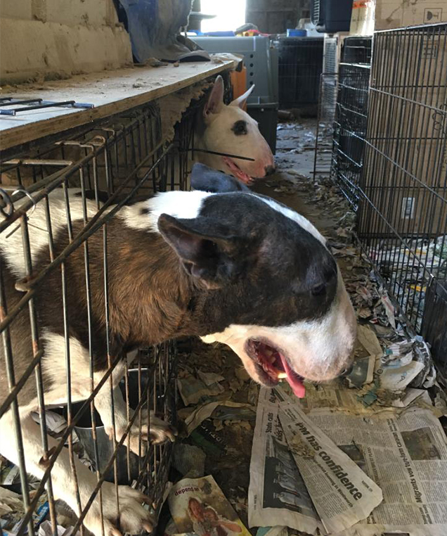 dogs suffering in heat rspca inspectors